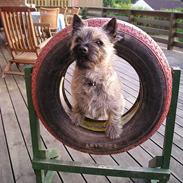 Cairn terrier Muffy