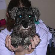 Dvaergschnauzer Klondaikes Holly