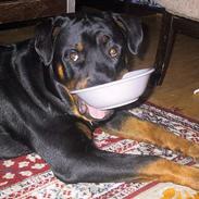 Rottweiler Ramses