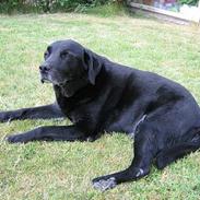 Labrador retriever Max *Aflivet* ;(