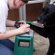 Labrador retriever Max *Aflivet* ;(