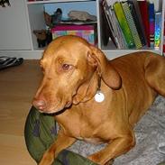 Vizsla Ikki