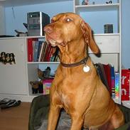 Vizsla Ikki