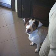 Blanding af racer Rokke