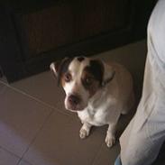 Blanding af racer Rokke