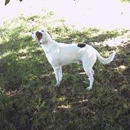 Blanding af racer Rokke