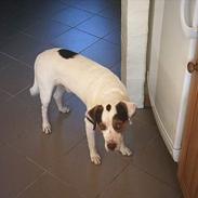 Blanding af racer Rokke