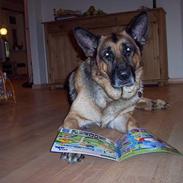 Schæferhund Bjørn * aflivet :'/ *