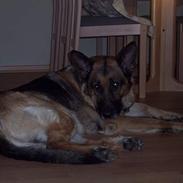 Schæferhund Bjørn * aflivet :'/ *