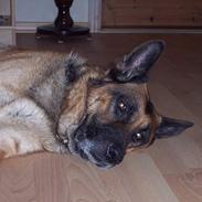 Schæferhund Bjørn * aflivet :'/ *