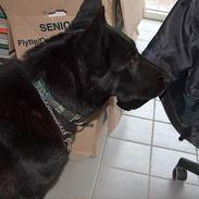 Schæferhund Toftegårdens Jolly #død#