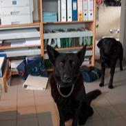 Schæferhund Toftegårdens Jolly #død#