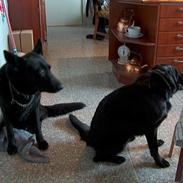 Schæferhund Toftegårdens Jolly #død#