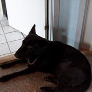 Schæferhund Toftegårdens Jolly #død#