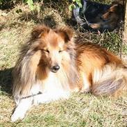 Shetland sheepdog Lana