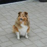 Shetland sheepdog Lana