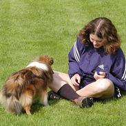 Shetland sheepdog Lana