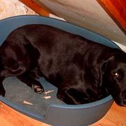 Labrador retriever Bastian