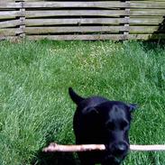 Labrador retriever Bastian