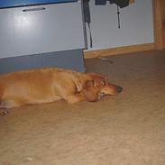 Gravhund Molly