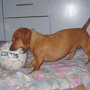 Gravhund Molly
