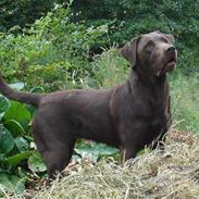 Labrador retriever Sila