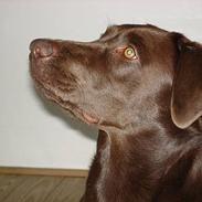 Labrador retriever Sila