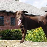 Labrador retriever Sila