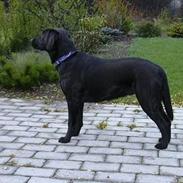 Labrador retriever Molly