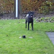 Labrador retriever Molly