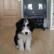 Bearded collie Igor´s Black Nanna