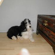 Bearded collie Igor´s Black Nanna