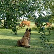 Malinois Skipper