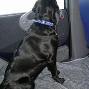 Labrador retriever Molly
