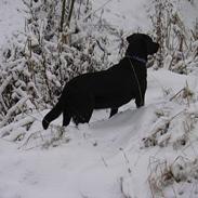 Labrador retriever Molly