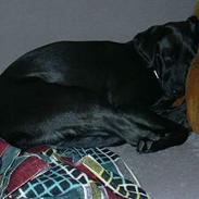 Labrador retriever Molly