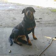 Rottweiler Merlot