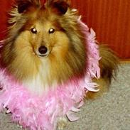 Shetland sheepdog Lana