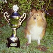 Shetland sheepdog Lana