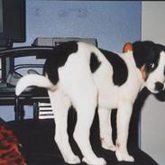 Dansk svensk gaardhund Pedersen