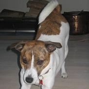 Dansk svensk gaardhund Sitta