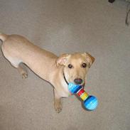 Labrador retriever Shiva