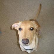 Labrador retriever Shiva