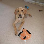 Labrador retriever Shiva