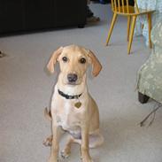 Labrador retriever Shiva