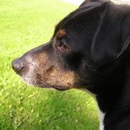 Dansk svensk gaardhund Olfert