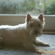West highland white terrier Skipper