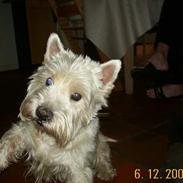 West highland white terrier Skipper