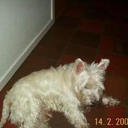 West highland white terrier Skipper