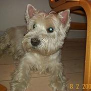 West highland white terrier Skipper